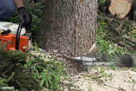 Best Lot and Land Clearing  in Davis, CA