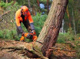 Best Tree Disease Treatment  in Davis, CA