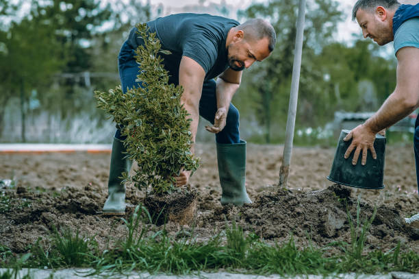 Best Weed Control  in Davis, CA