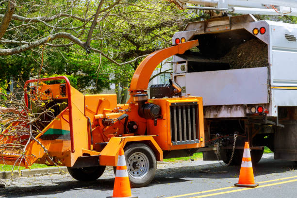 Tree and Shrub Care in Davis, CA