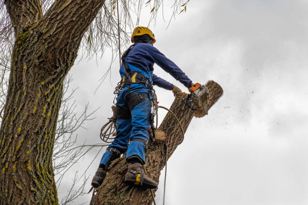 Professional Tree Services in Davis, CA