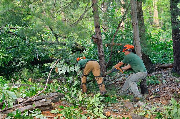 Best Firewood Processing and Delivery  in Davis, CA