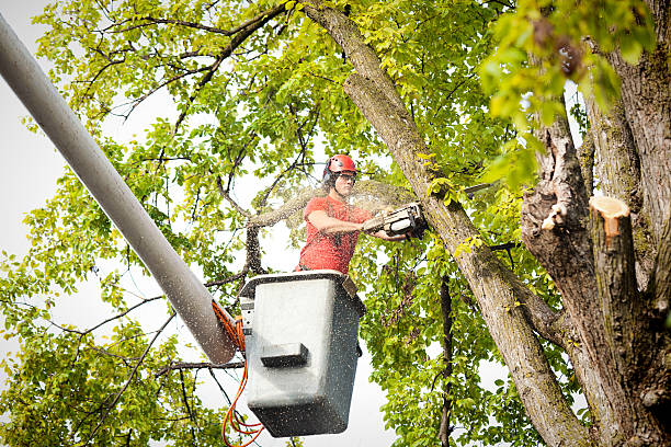 Best Hazardous Tree Removal  in Davis, CA