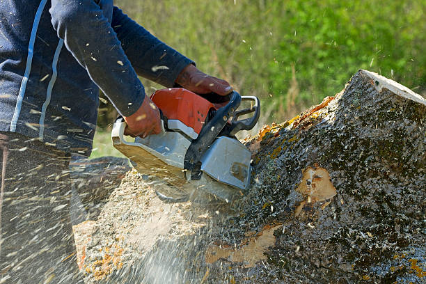 Best Organic Lawn Care Solutions  in Davis, CA