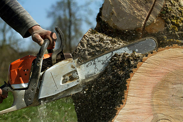 How Our Tree Care Process Works  in  Davis, CA